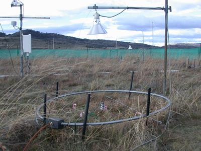Research site at TasFACE